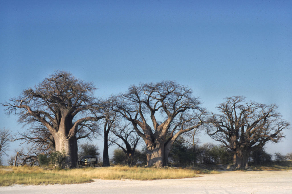 1024px-Botswana_Nxai_Pan_NP_Baynes_Baobabs