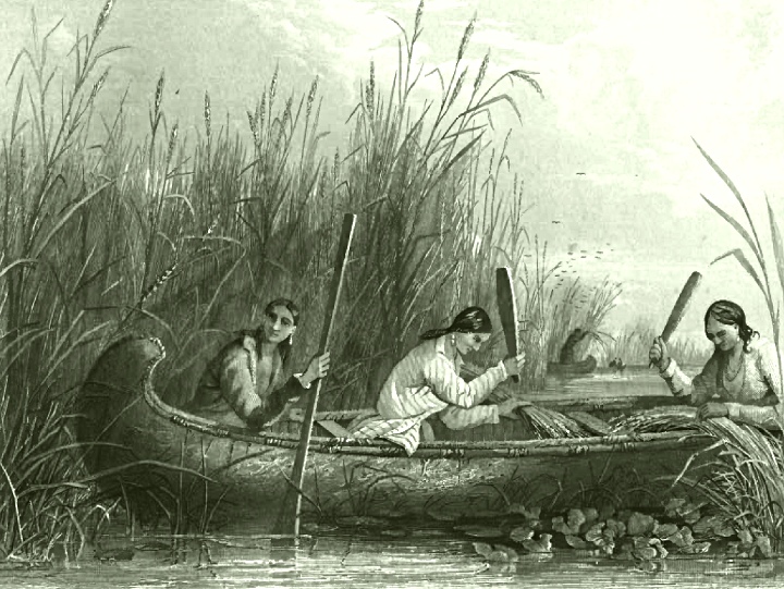 Wild_rice_harvesting_19th_century