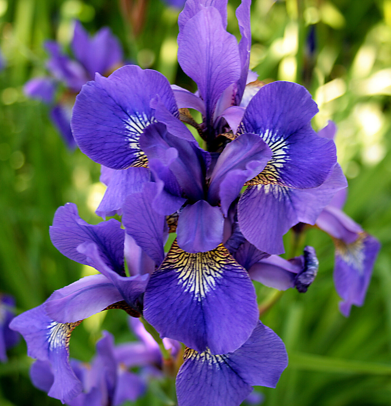 Pebble on the Tongue: Idle Chatter Over An Iris - Traipse